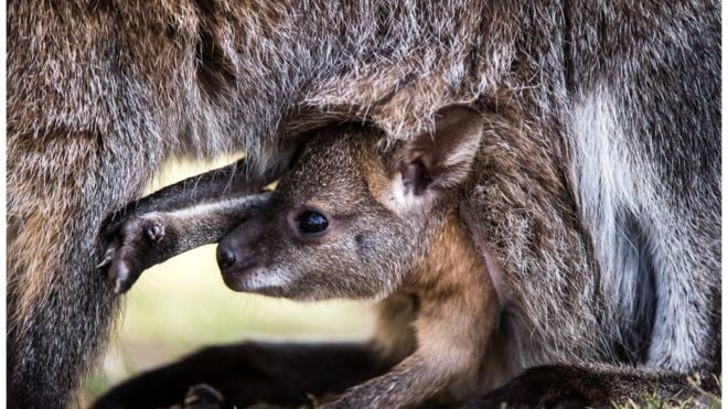 Mother-baby bonding insight revealed